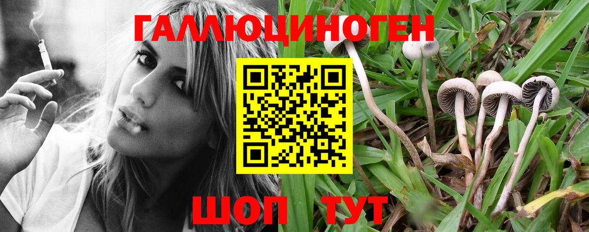 Новоалександровск  Псилоцибиновые грибы GOLDEN TEACHER  Вход с VPN  Псилоцибиновые грибы Magic Shrooms 