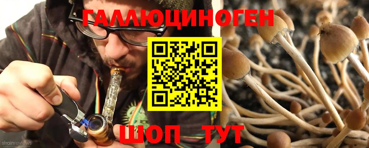 Псилоцибиновые грибы GOLDEN TEACHER Новоалександровск